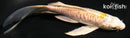 4.75" DOITSU LEMON HARIWAKE BUTTERFLY