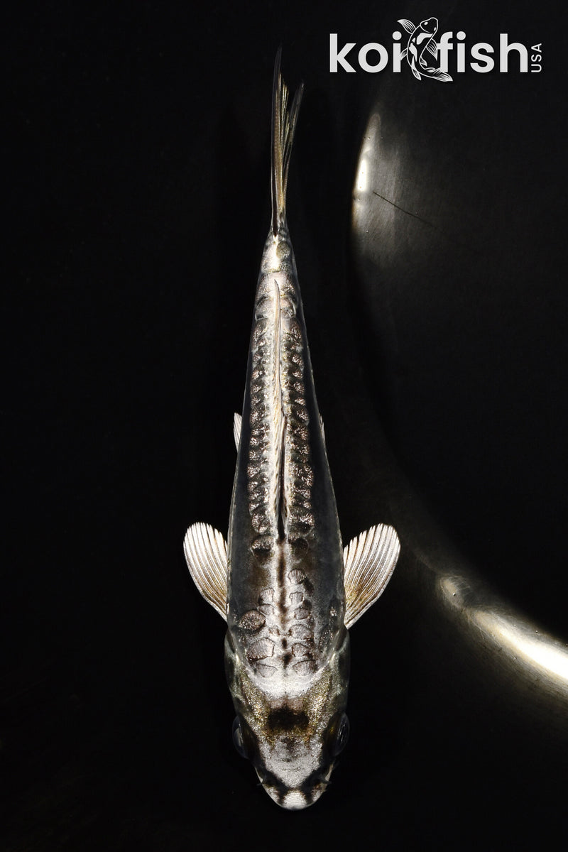 5" KIKOKURYU