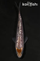 4.25" GINRIN OCHIBA SHIGURE