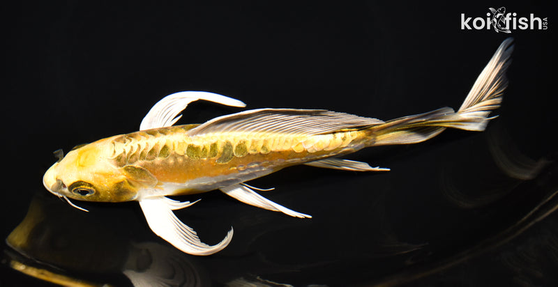 8.5" KIN KIKOKURYU BUTTERFLY
