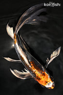 10" BENI KIKOKURYU BUTTERFLY