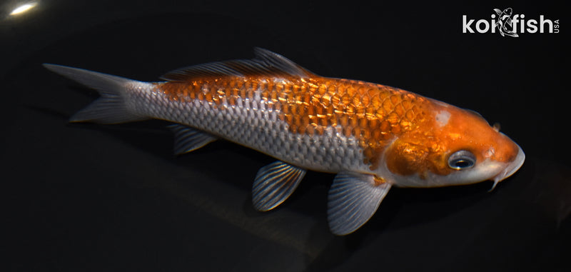 6.75" GINRIN OCHIBA SHIGURE