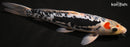 12.5" BENI KUMONRYU