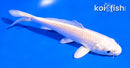 5" PLATINUM OGON