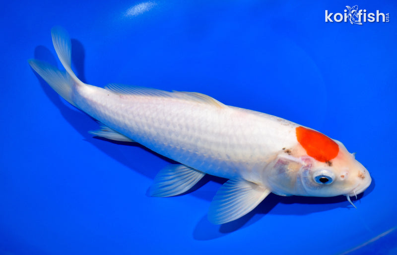 11" TANCHO KOHAKU