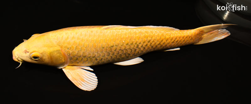 15.75" YAMABUKI OGON