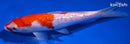7.75" GINRIN KOHAKU