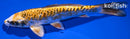7" KIN KIKOKURYU