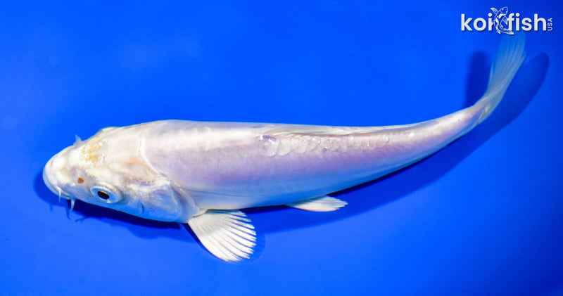 6.75" DOITSU PLATINUM OGON