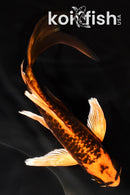 6.25" ARAGOKE BENI KIKOKURYU BUTTERFLY