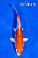 4" GINRIN HARIWAKE