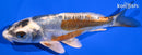 7.25" BENI KIKOKURYU