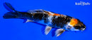 5.5" KIN SHOWA