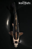 6.5" GINGA