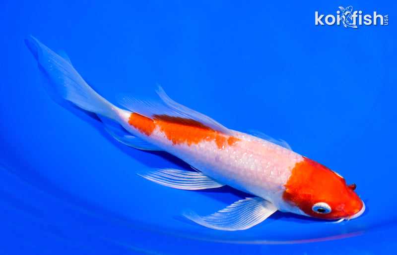 7.5" GINRIN HARIWAKE BUTTERFLY