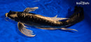 18.5" ARAGOKE KIN KIKOKURYU BUTTERFLY
