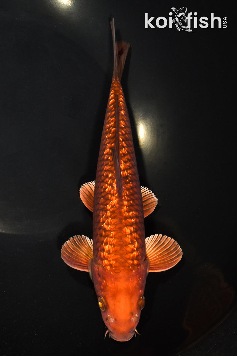 10.25" GINRIN CHAGOI