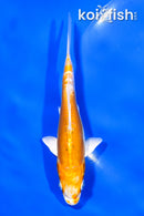 5.25" DOITSU LEMON HARIWAKE