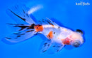 5.25" CALICO TELESCOPE GOLDFISH