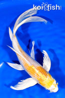 9" LEMON HARIWAKE BUTTERFLY