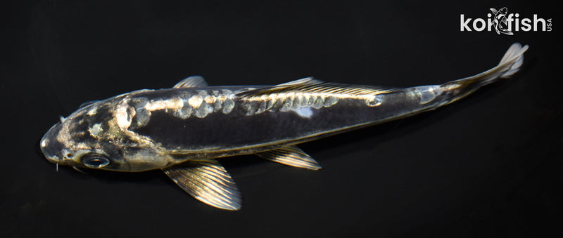 8.25" KIKOKURYU