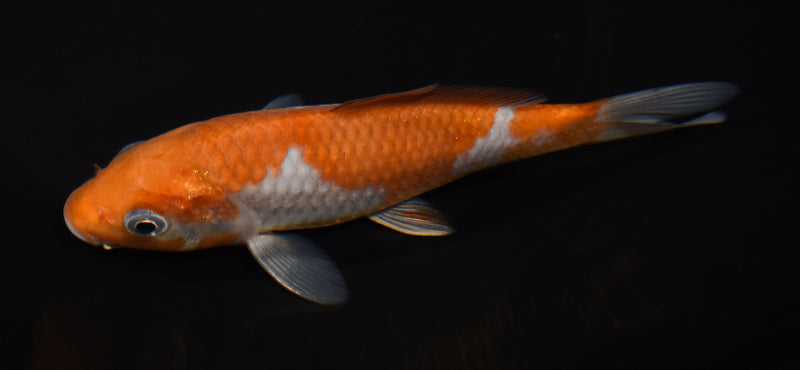 5.5" OCHIBA SHIGURE