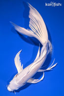 10.25" PLATINUM OGON BUTTERFLY