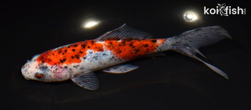 7" SHUBUNKIN GOLDFISH