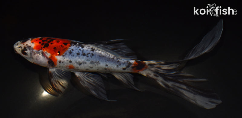 7.75" SHUBUNKIN GOLDFISH