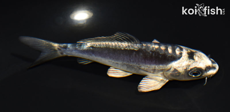 5.25" KIKOKURYU