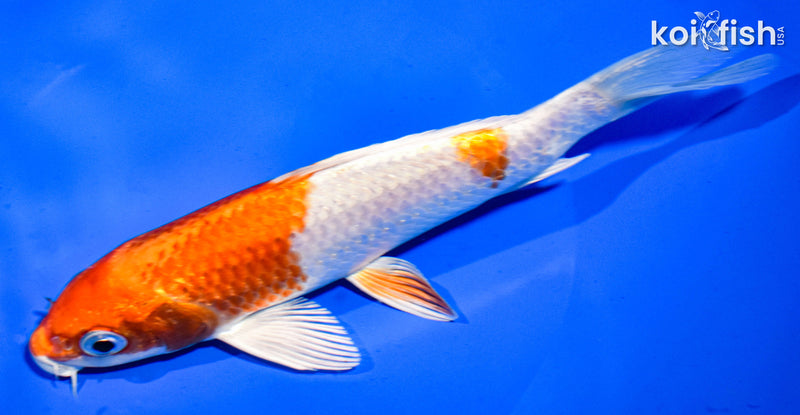 6.5" HARIWAKE