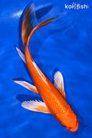 8.75" ORENJI OGON BUTTERFLY