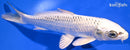7.75" GIN MATSUBA