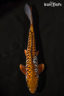 11.5" ARAGOKE OCHIBA SHIGURE