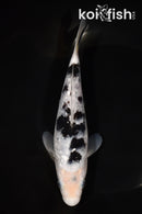 7.25" GINRIN SHIRO BEKKO