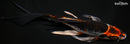 8.5" BENI GINGA BUTTERFLY