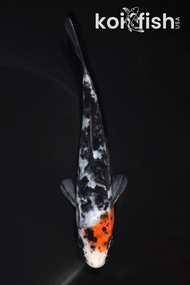5.75" ARAGOKE SANKE