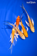 PACK OF (5) 4-4.75" BUTTERFLY KOI