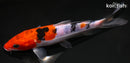 6.75" DOITSU SANKE