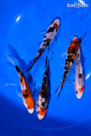 PACK OF (5) 4-5" SANKE KOI
