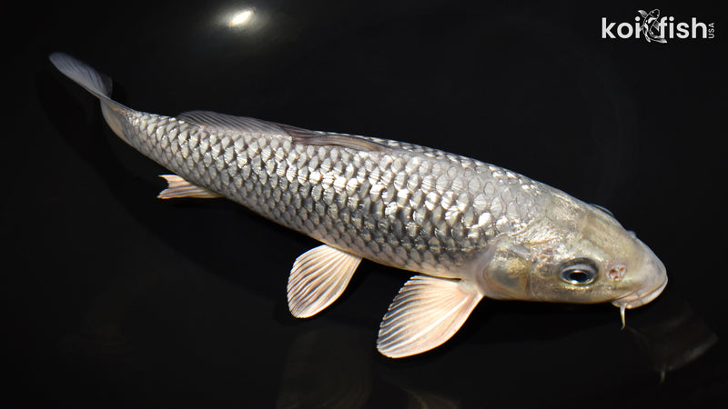 11" GINRIN SORAGOI