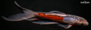 11" HI SHUSUI BUTTERFLY
