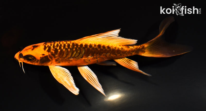 6.25" ARAGOKE BENI KIKOKURYU BUTTERFLY