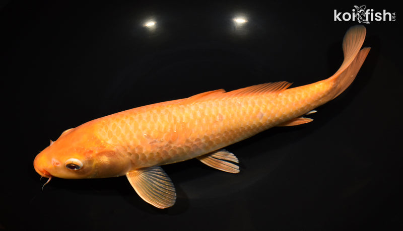11.75" CHAGOI