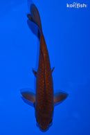 6.75" CHAGOI