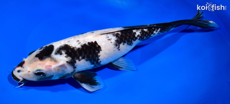 11.25" GINRIN SHOWA