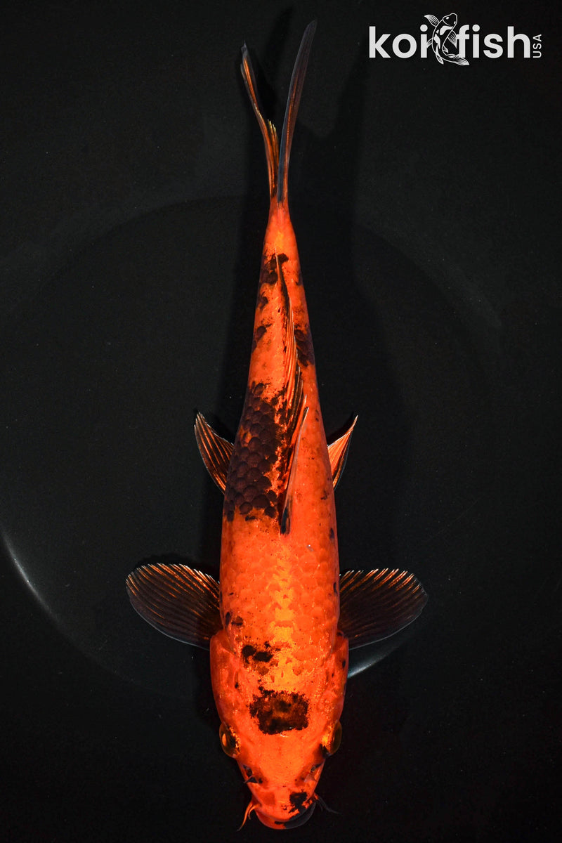 8.5" KIN HI UTSURI
