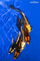PACK OF (5) 4.75-5.5" BUTTERFLY KOI