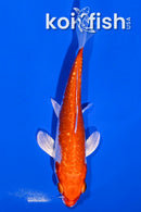 5.25" HARIWAKE