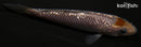 4.25" GINRIN OCHIBA SHIGURE